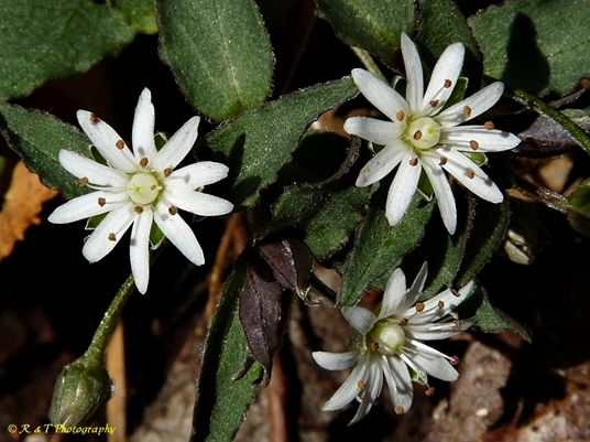 {Stellaria pubera}